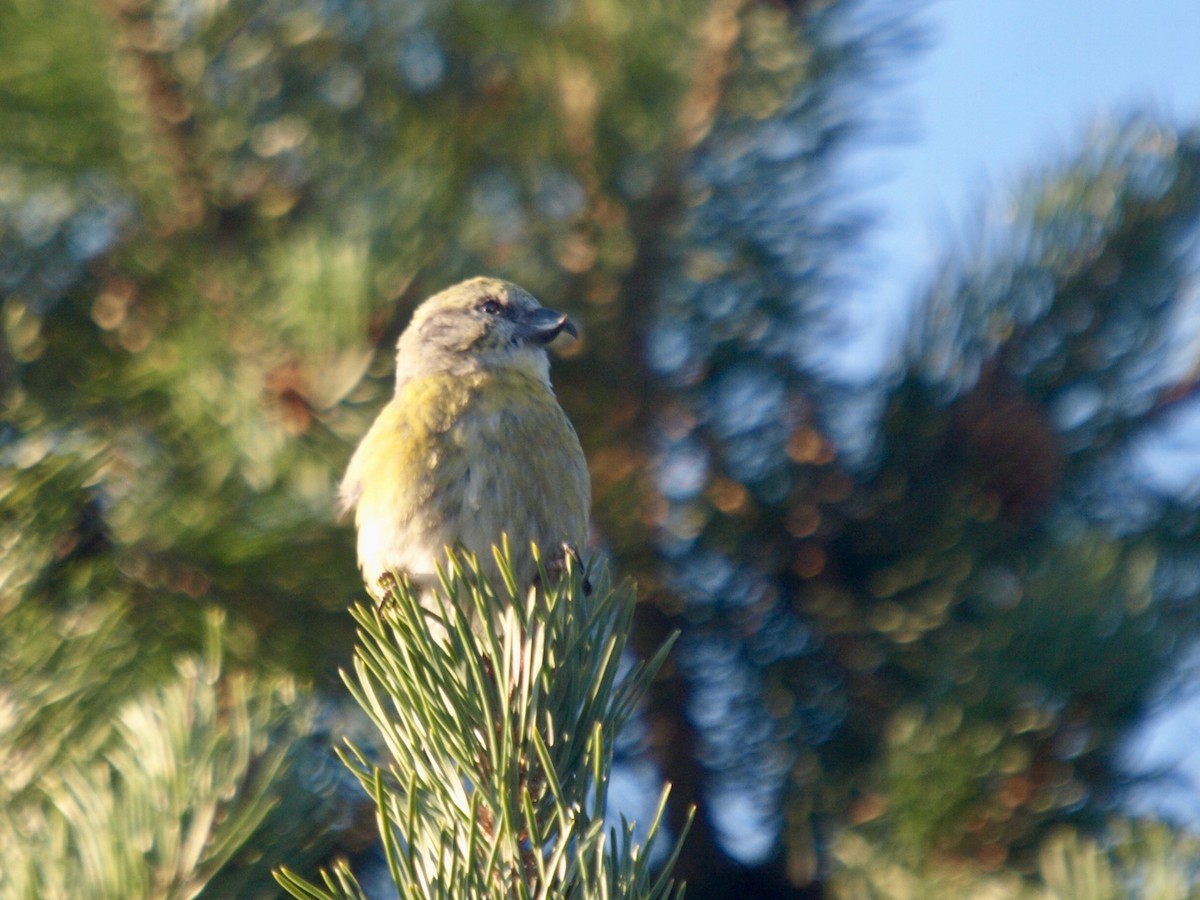 Cassia Crossbill - ML629652589