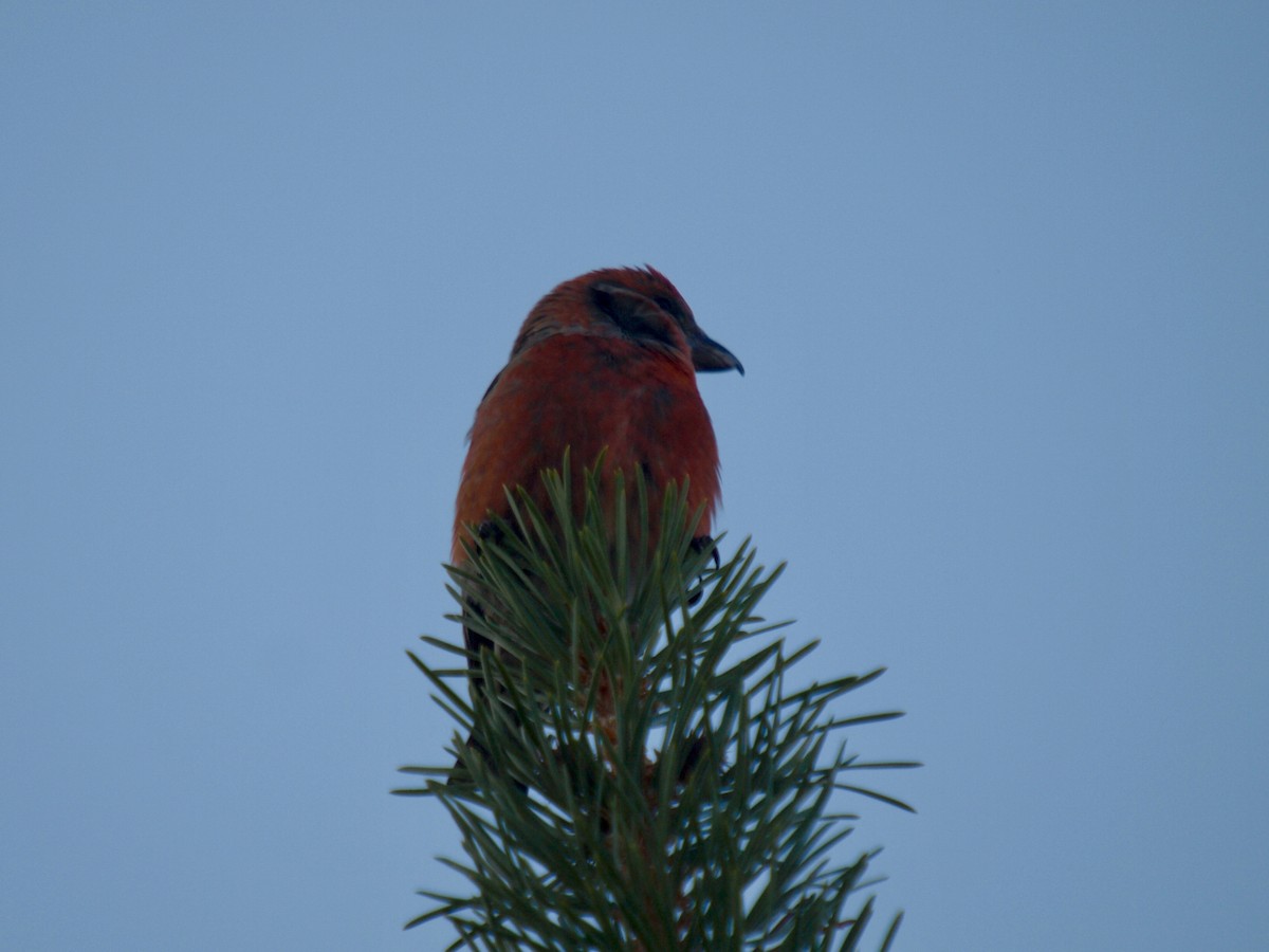 Cassia Crossbill - ML629652590