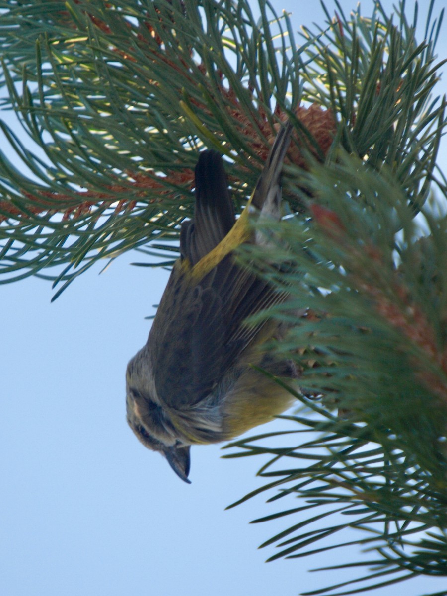 Cassia Crossbill - ML629652591