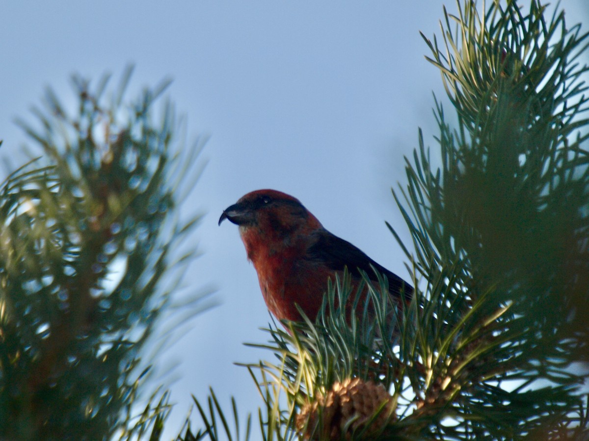 Cassia Crossbill - ML629652592