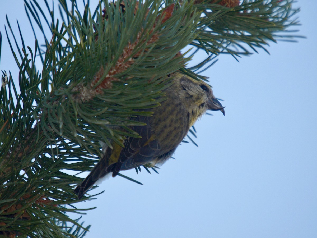 Cassia Crossbill - ML629652593