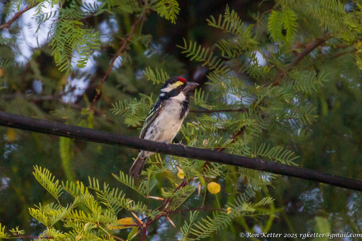 Pied Barbet - ML629653401