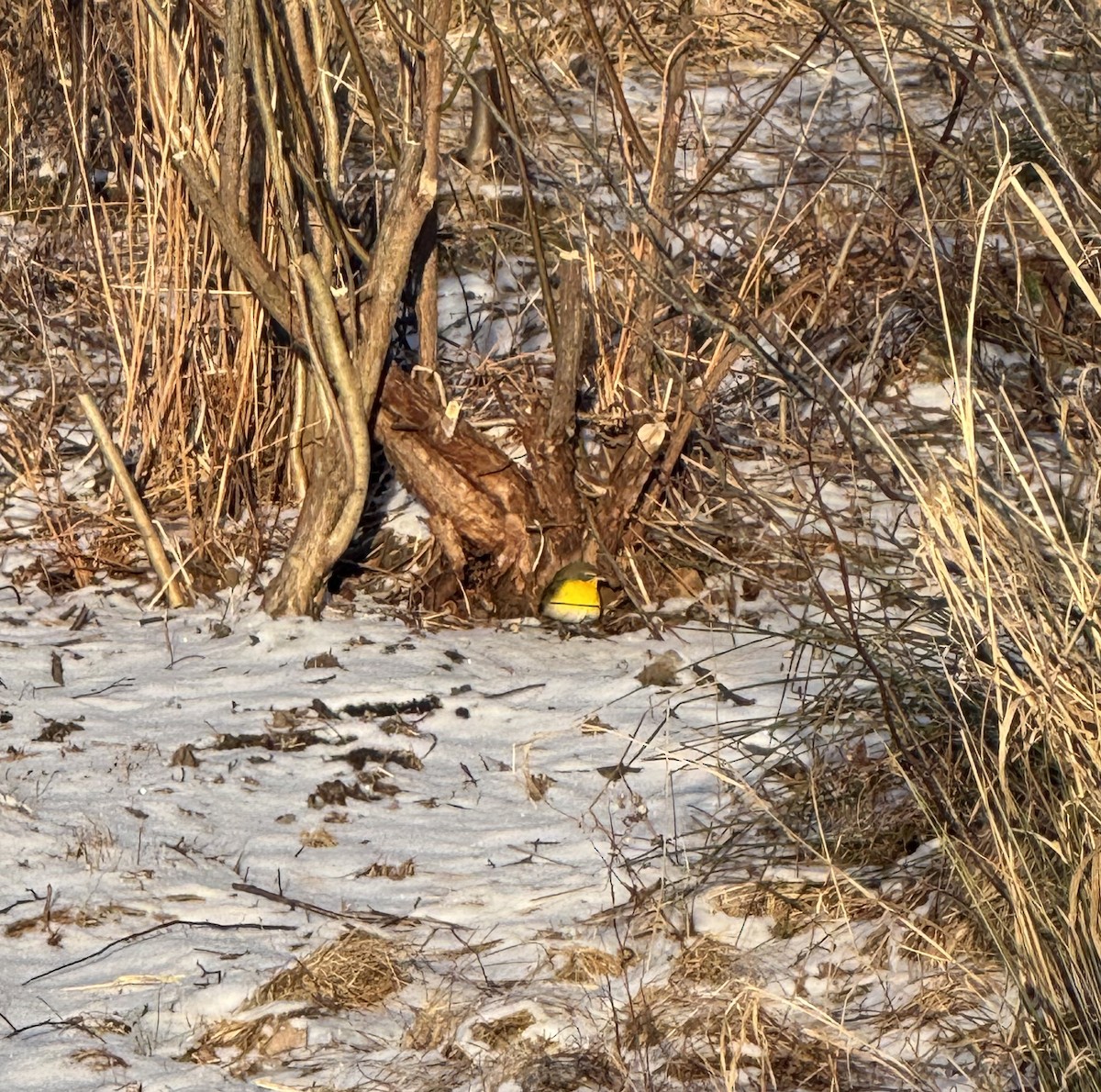 Yellow-breasted Chat - ML629653551