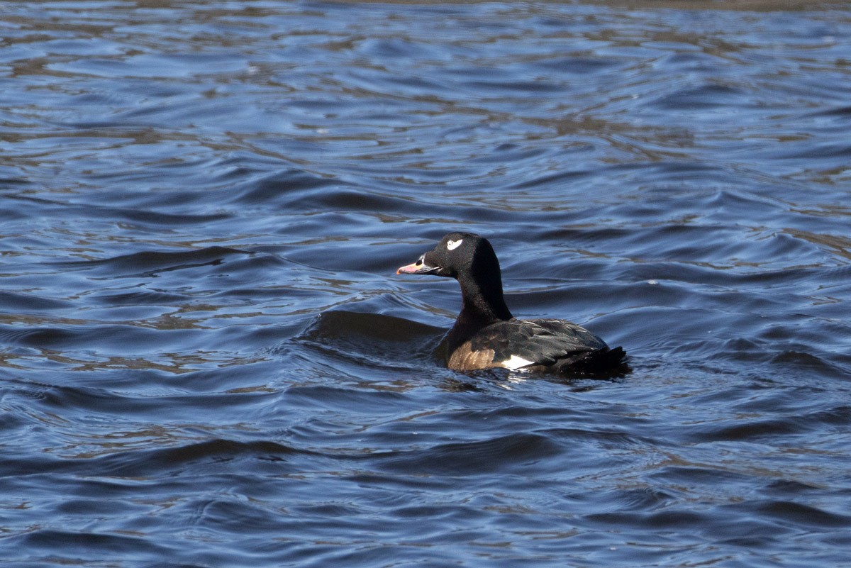 White-winged Scoter - ML629653586