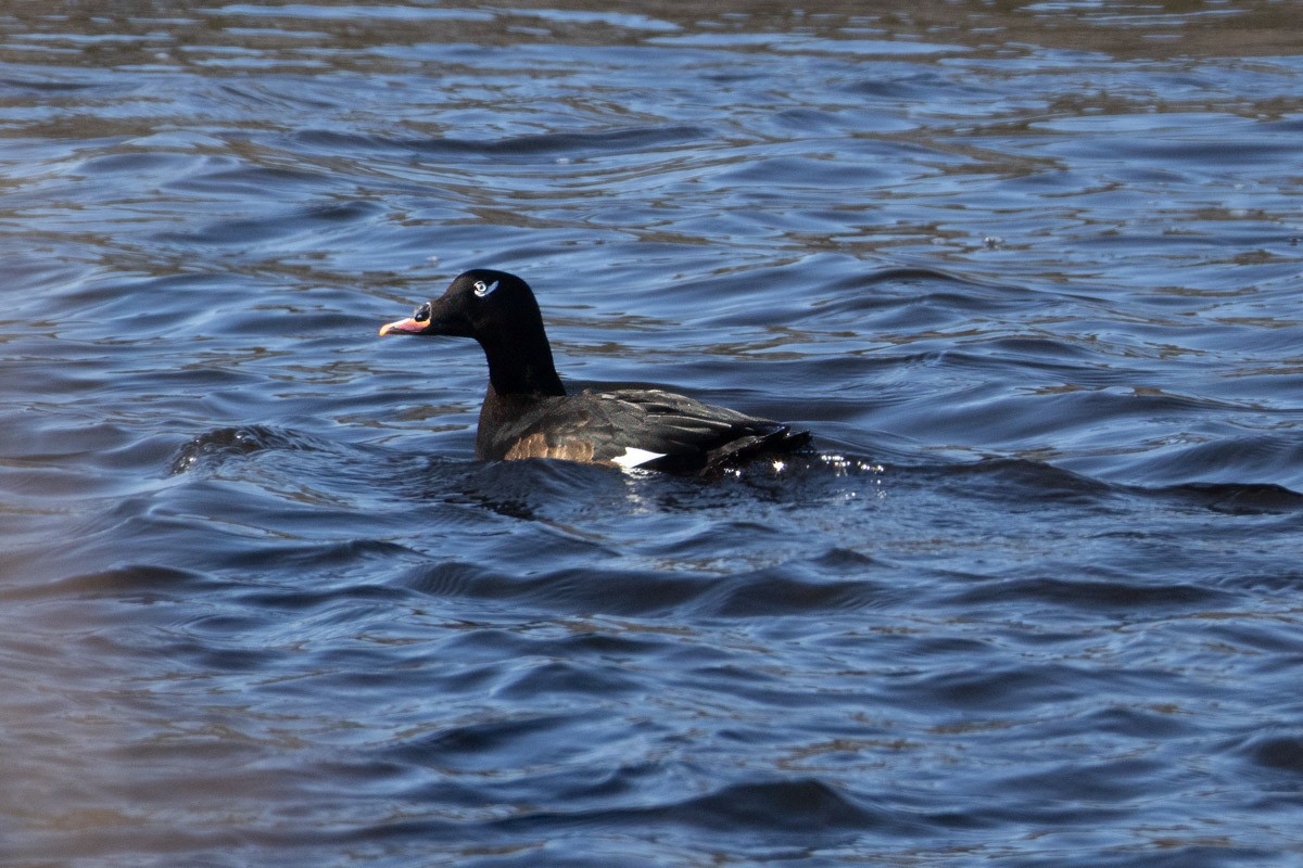 White-winged Scoter - ML629653587