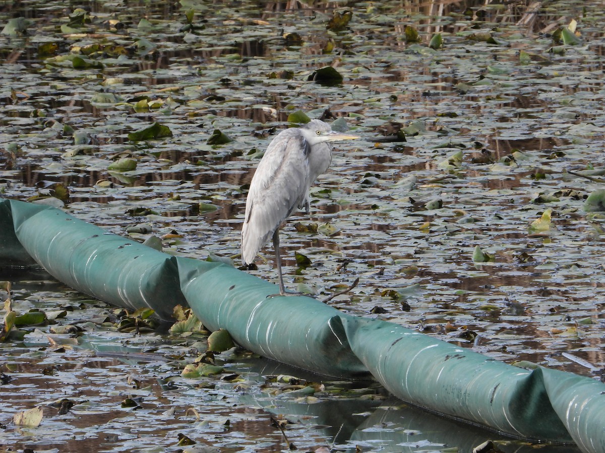 Gray Heron - ML629653721