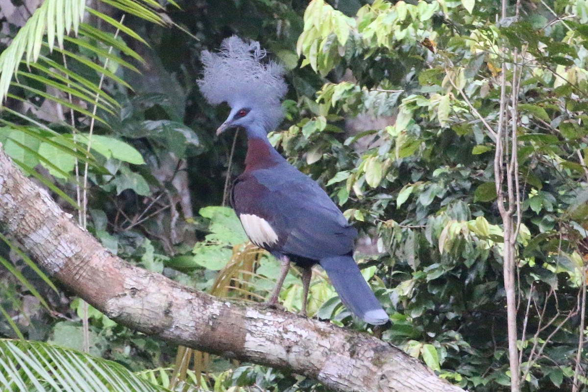Sclater's Crowned-Pigeon - ML629653744