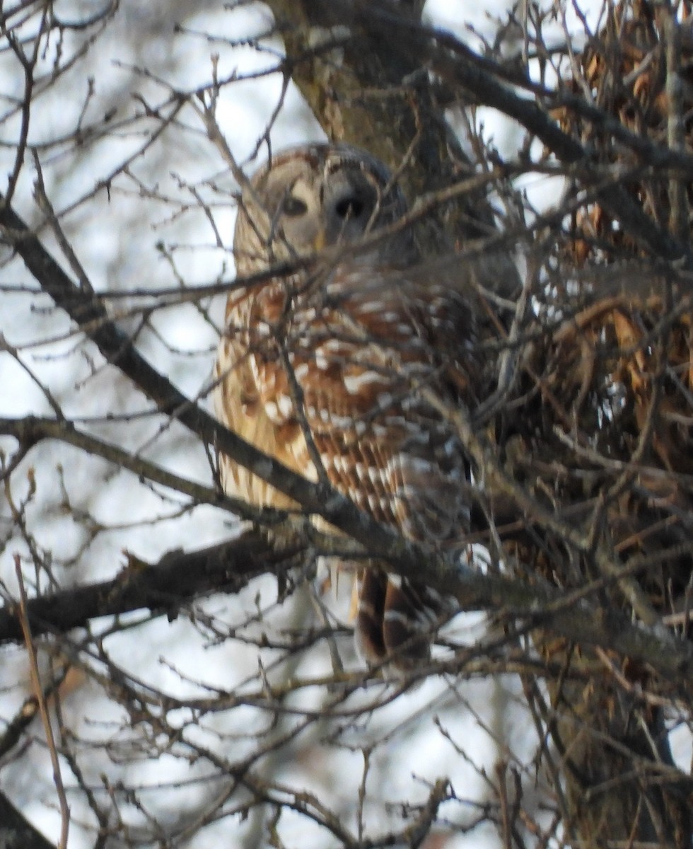 Barred Owl - ML629653834