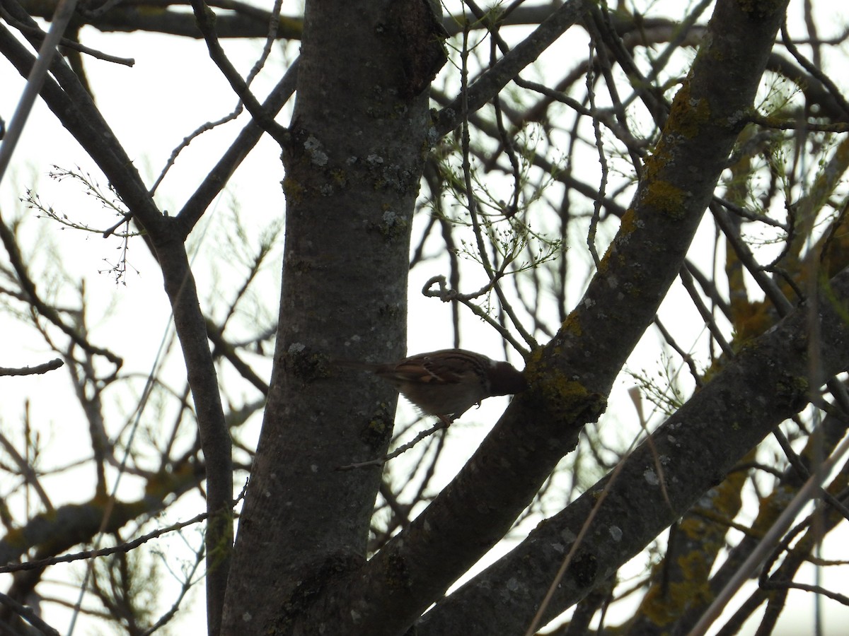 Eurasian Tree Sparrow - ML629653846