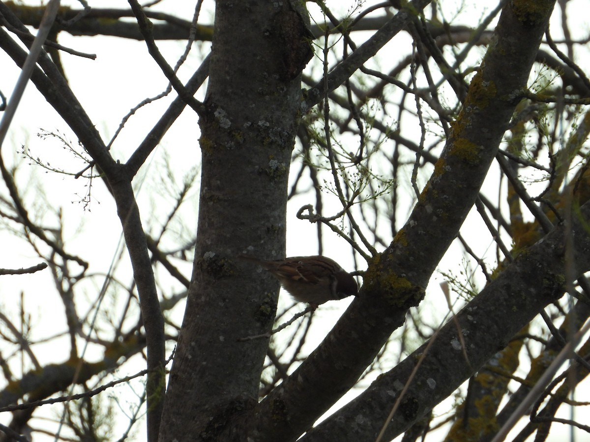 Eurasian Tree Sparrow - ML629653847