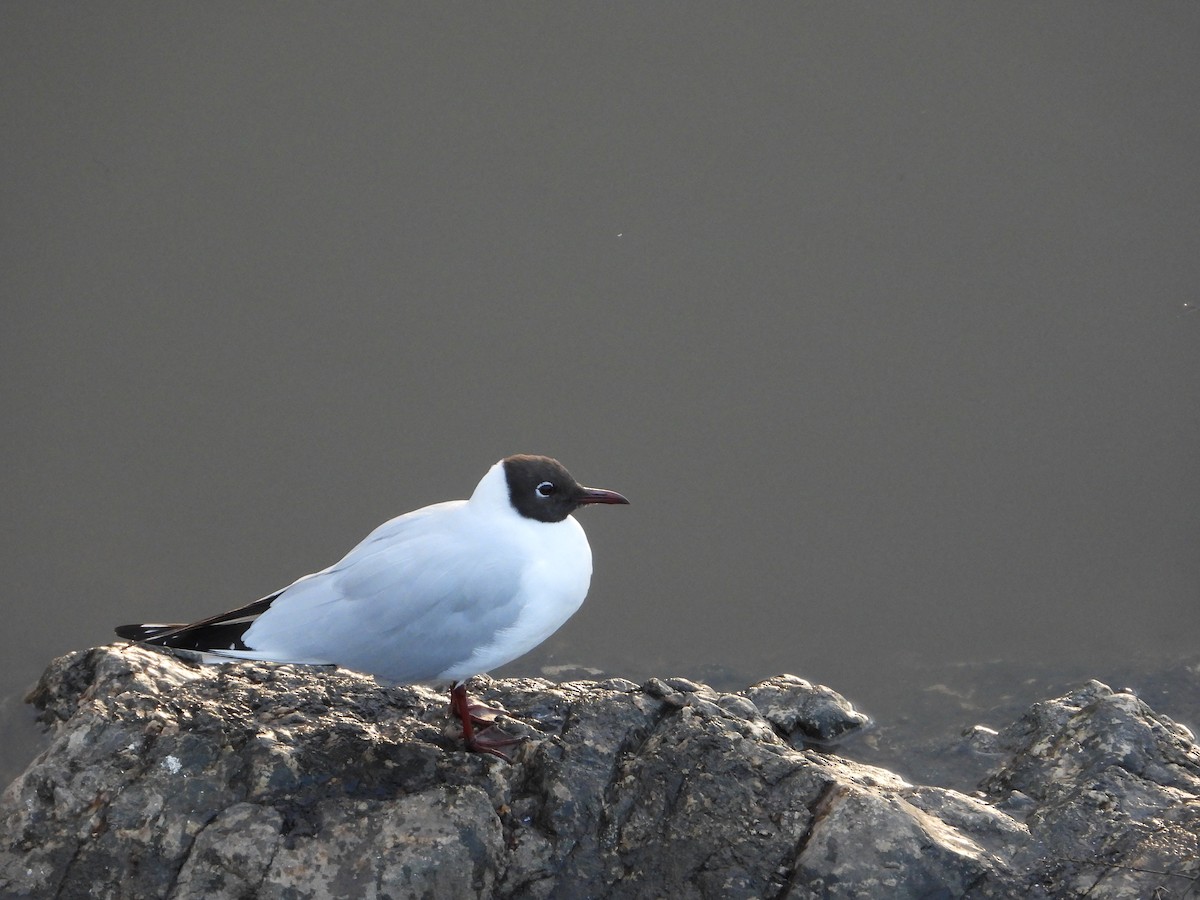 Black-headed Gull - ML629653874