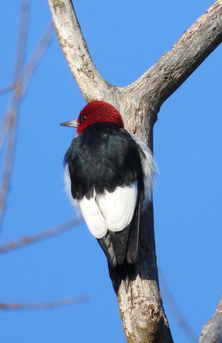 Red-headed Woodpecker - ML629653884