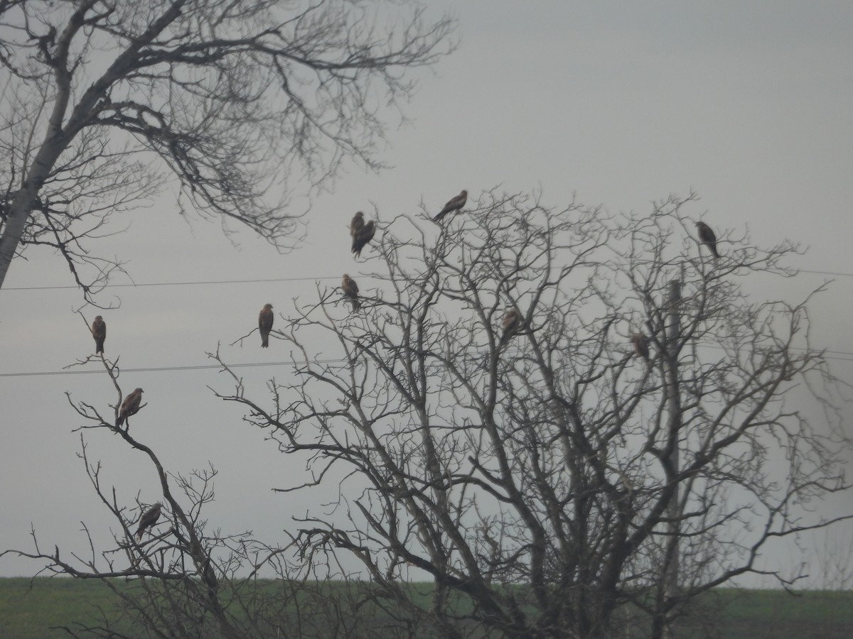 Red Kite - ML629654005