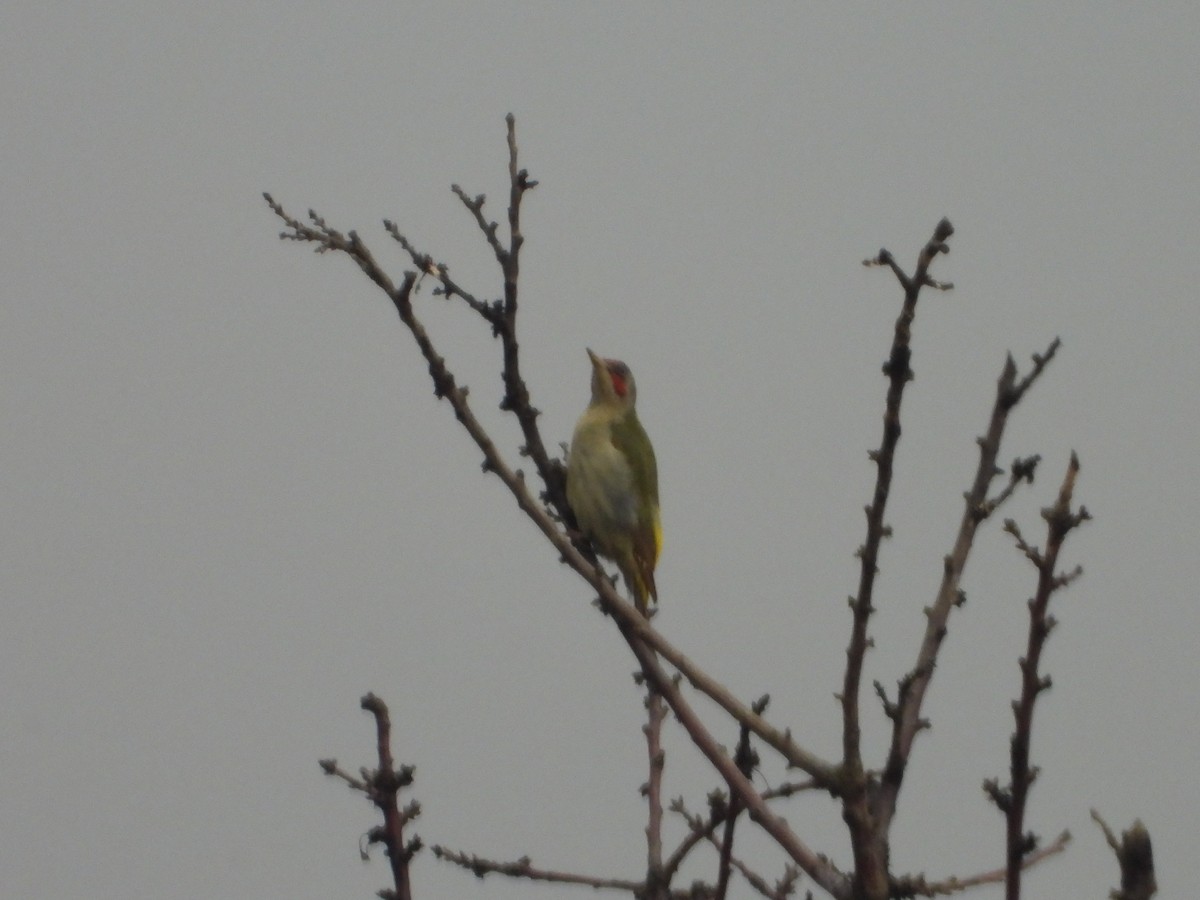 Iberian Green Woodpecker - ML629654023
