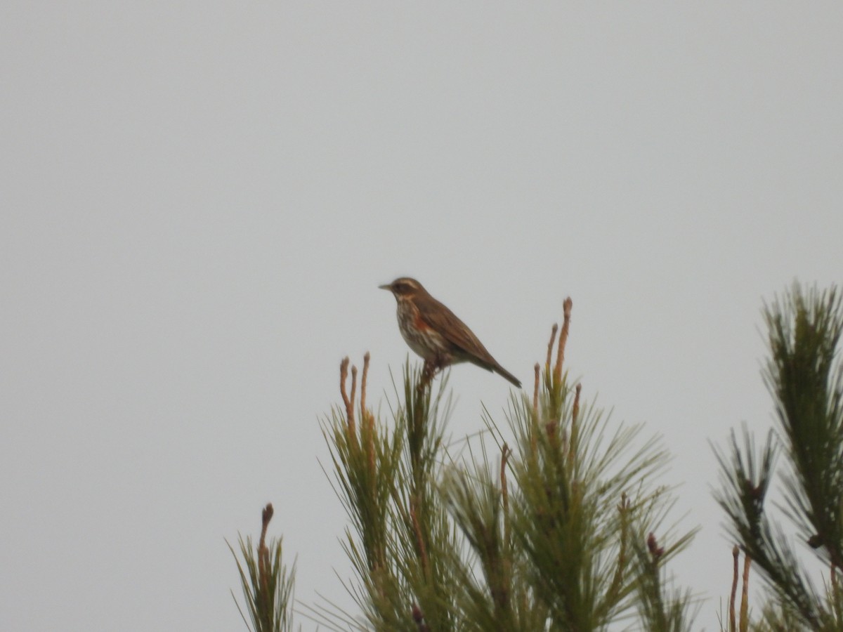 Redwing - ML629654036