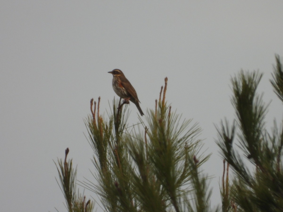 Redwing - ML629654037