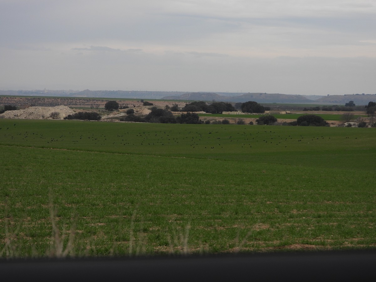 Red-billed Chough - ML629654189
