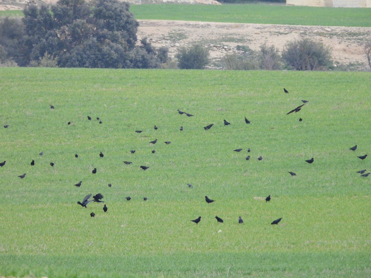 Red-billed Chough - ML629654190