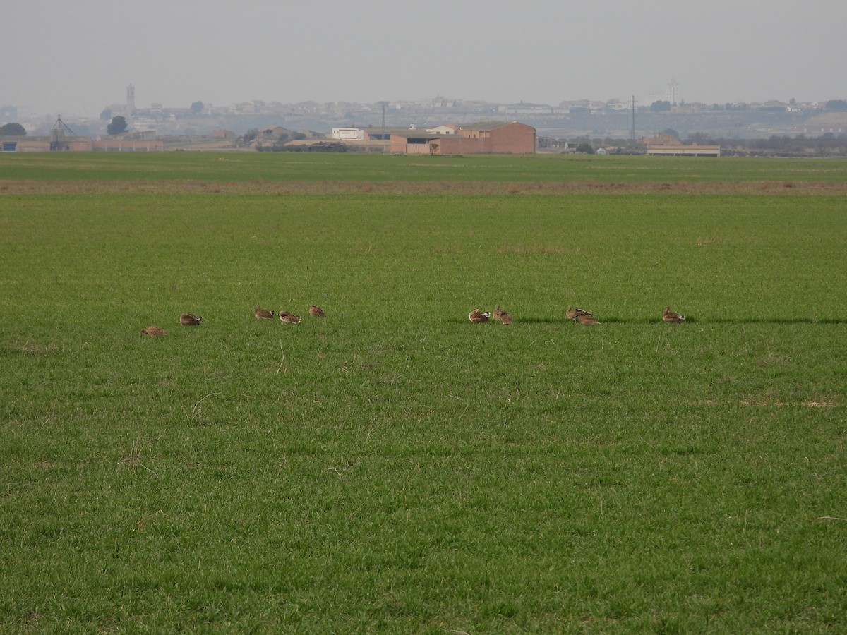 Little Bustard - ML629654213