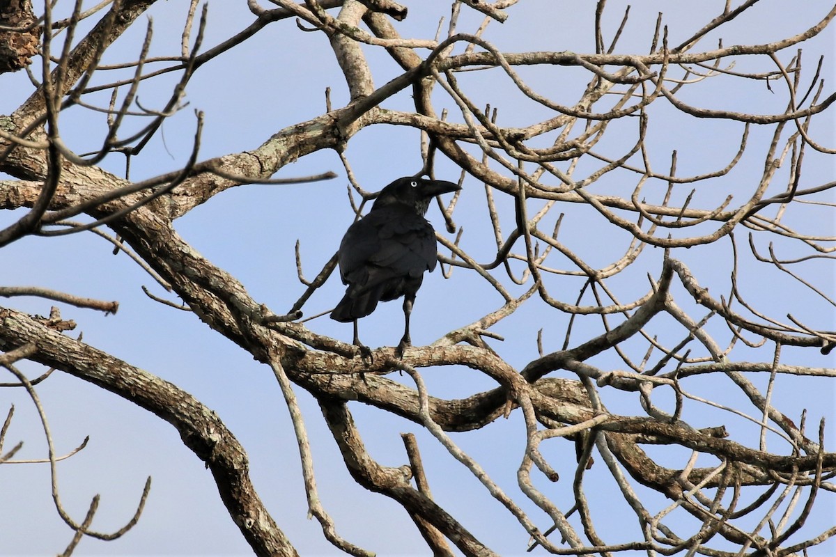 Torresian Crow - ML629654337