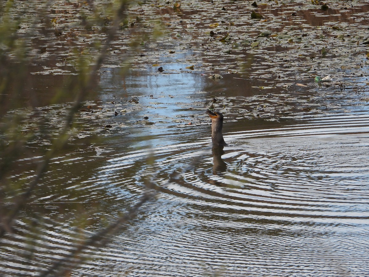 Great Cormorant - ML629654371