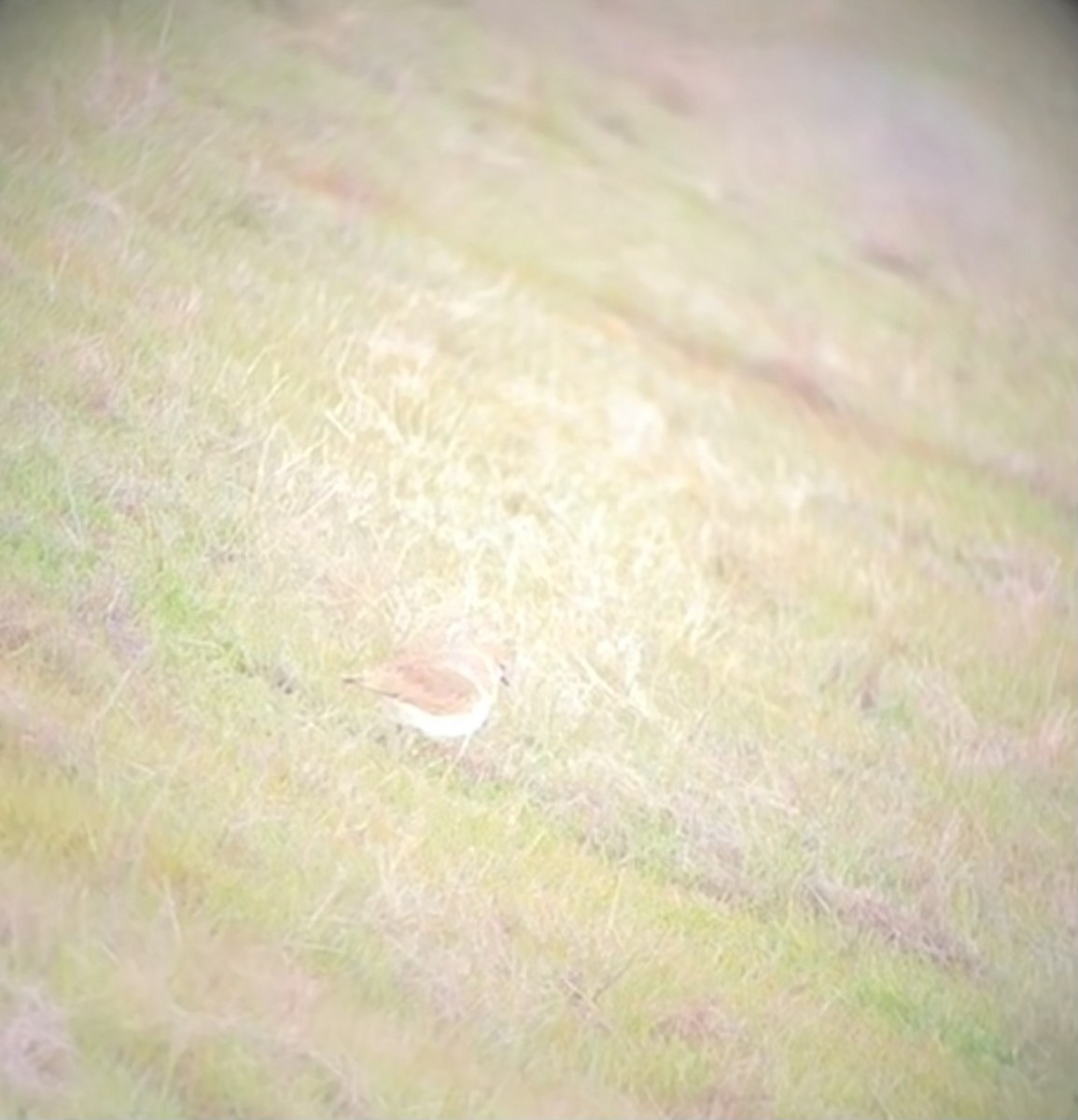 Mountain Plover - ML629654434