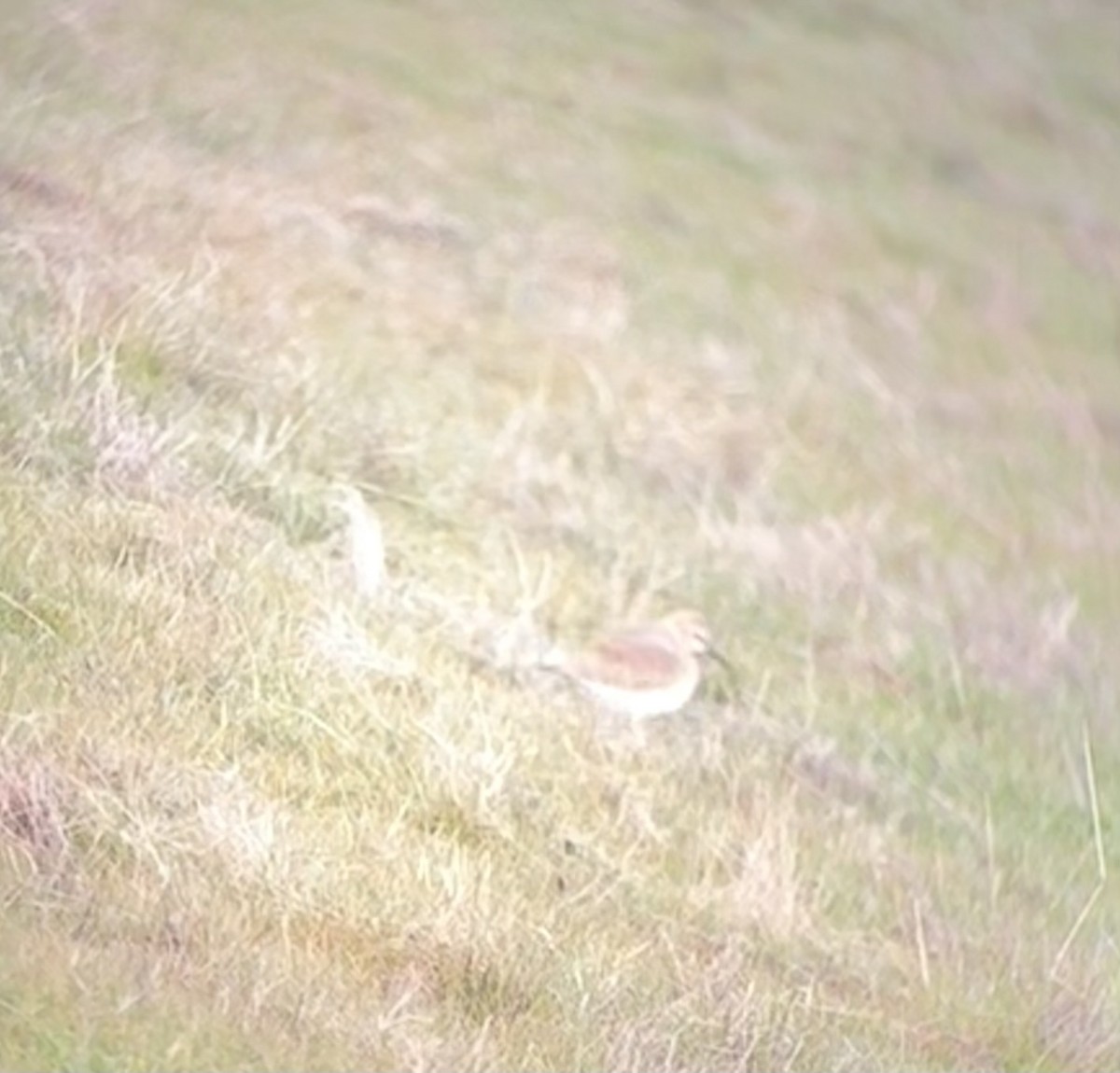 Mountain Plover - ML629654435