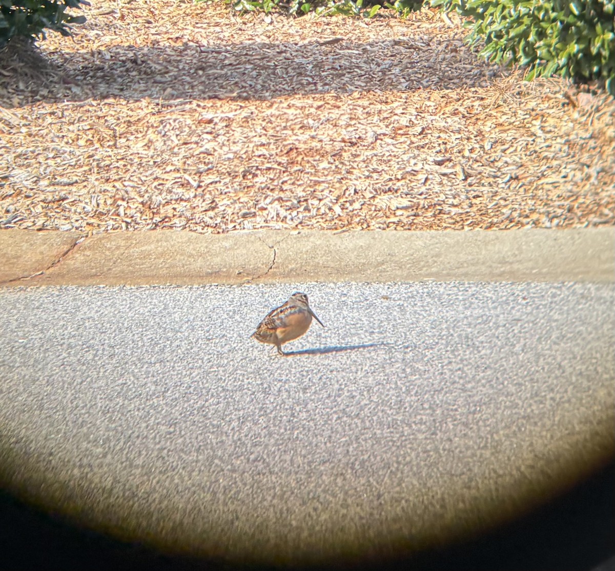 American Woodcock - ML629654486