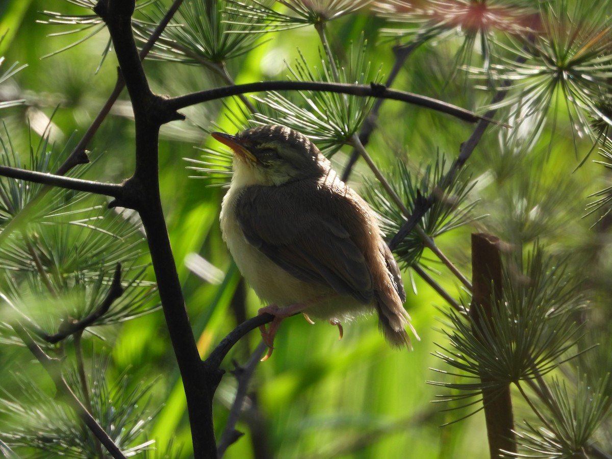 Tawny-flanked Prinia - ML629654549