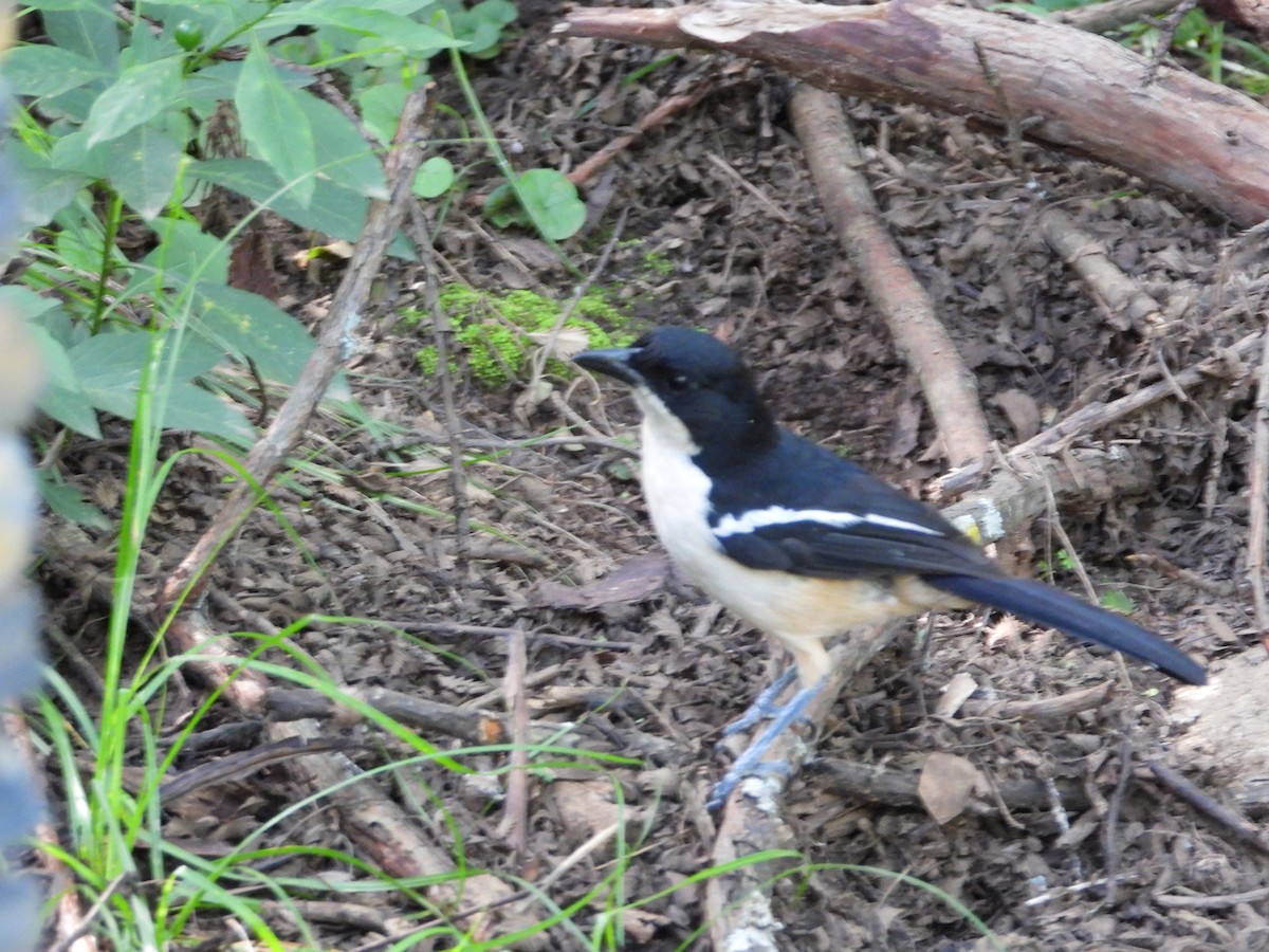 Southern Boubou - ML629654608