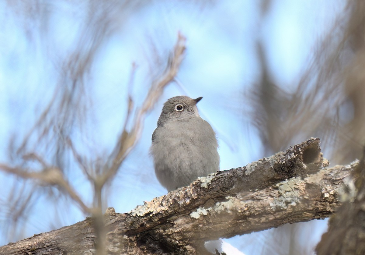 Townsend's Solitaire - ML629654653