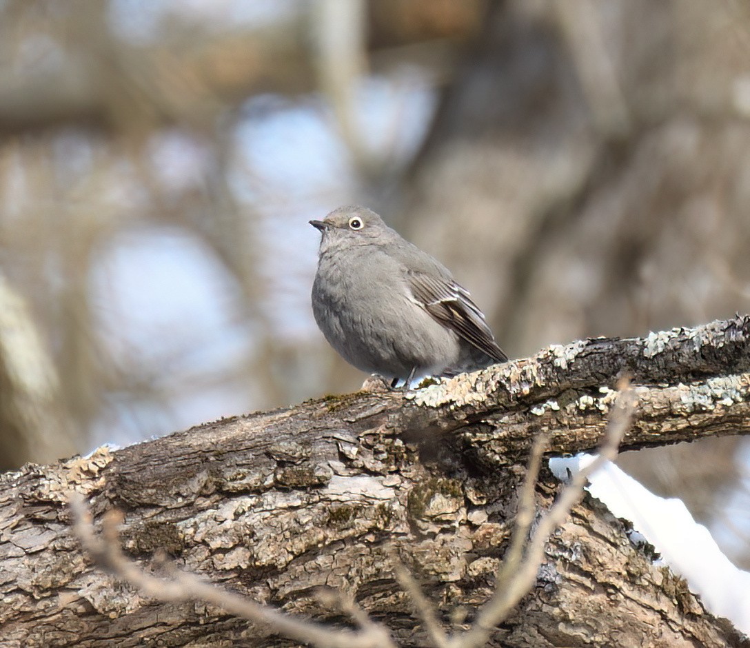 Townsend's Solitaire - ML629654654