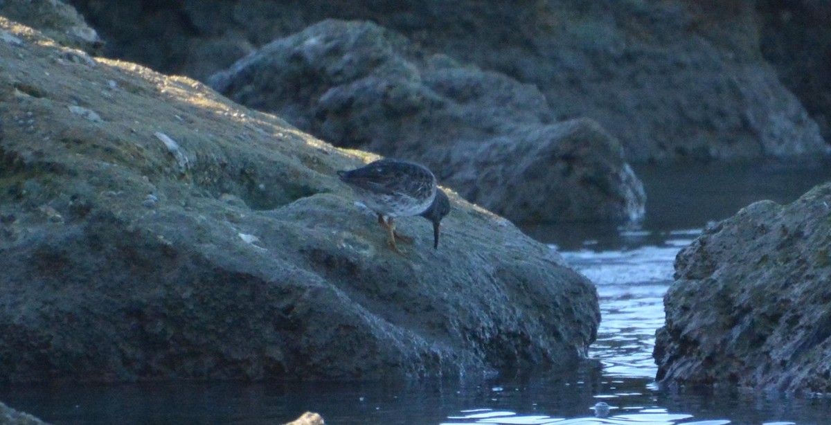 Purple Sandpiper - ML629654661