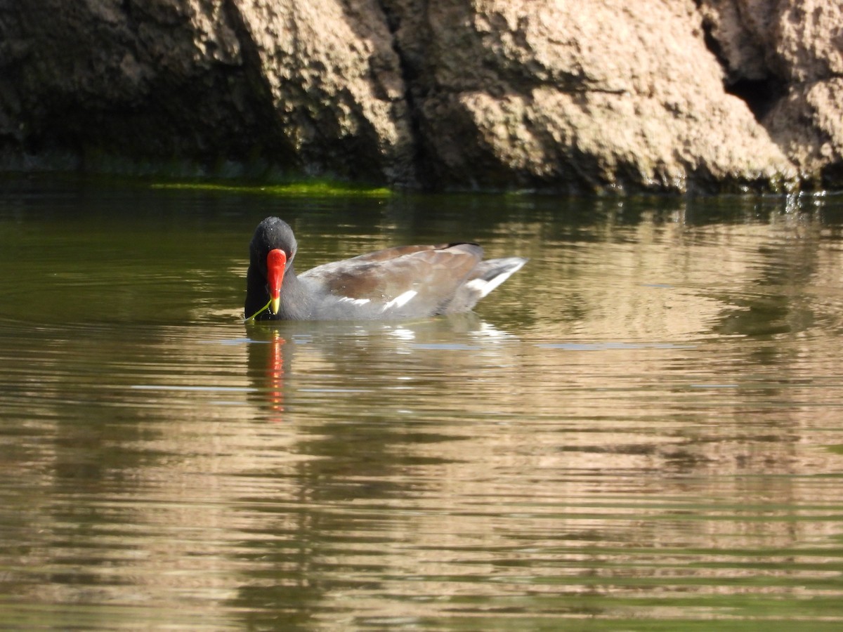 moorhen/coot/gallinule sp. - ML629654954