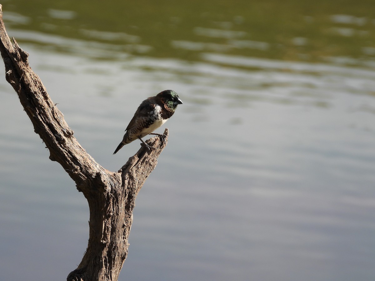 Bronze Mannikin - ML629655027