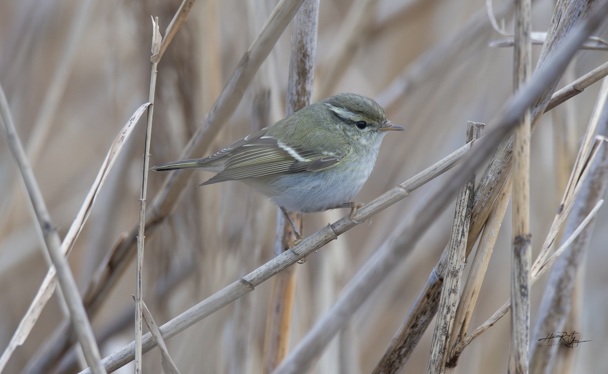 Yellow-browed Warbler - HARUN RESIT UNEY
