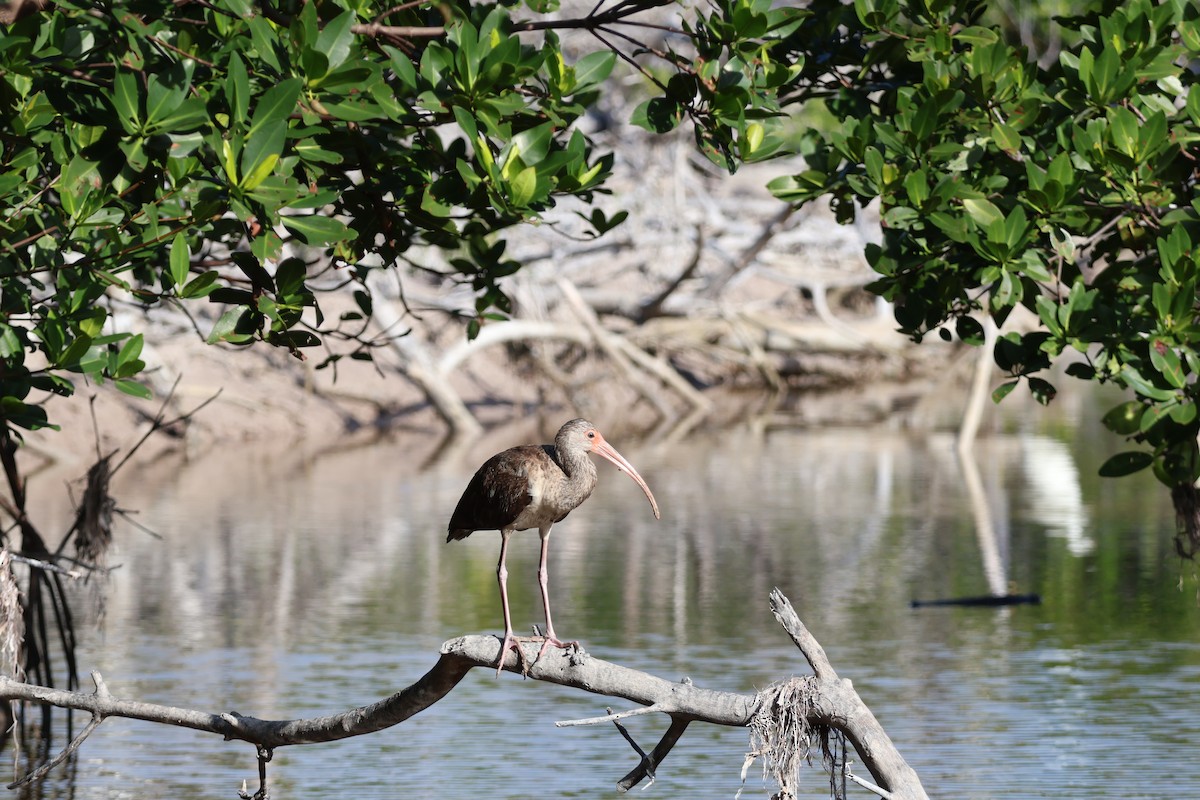 ibis bílý - ML629655278