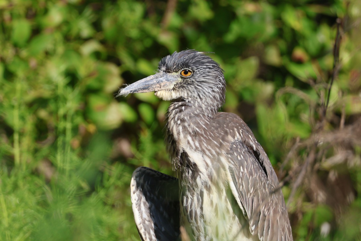 kvakoš žlutočelý - ML629655291