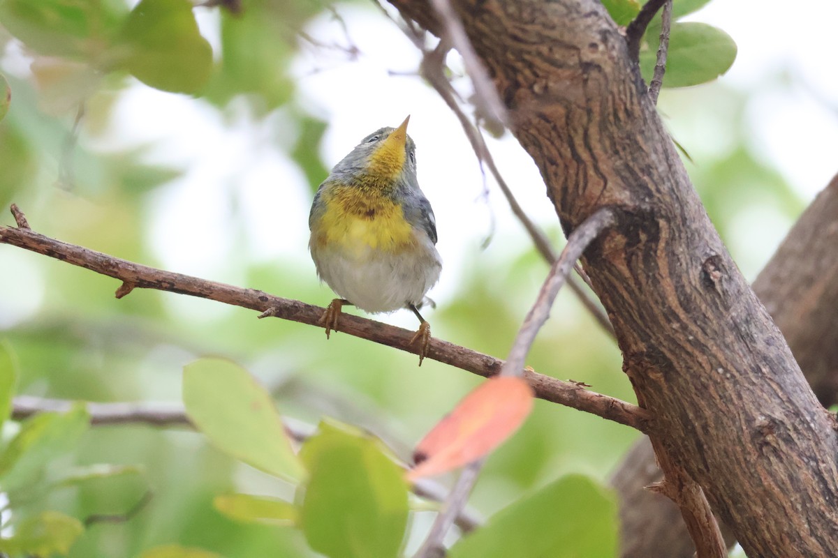 lesňáček lišejníkový - ML629655315