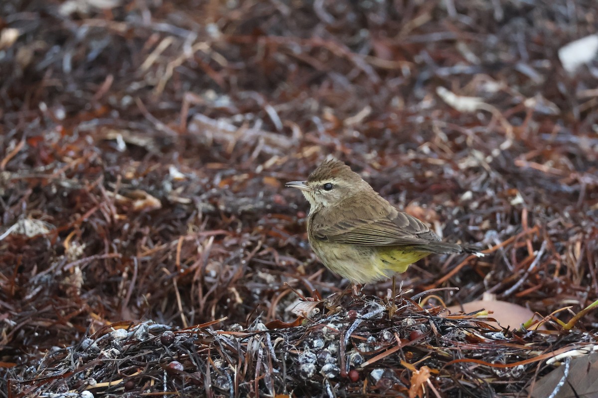 lesňáček bažinný - ML629655334