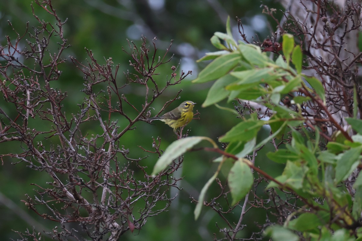 lesňáček pokřovní - ML629655348
