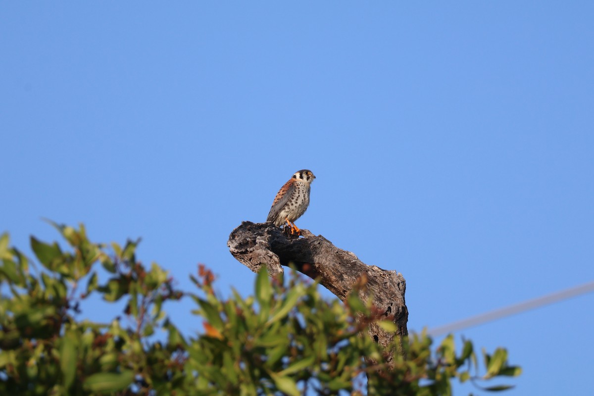 poštolka pestrá - ML629655443