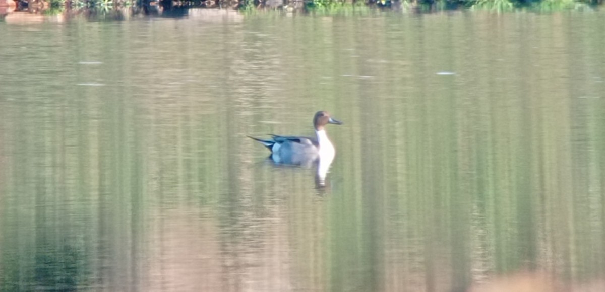 Northern Pintail - ML629655449