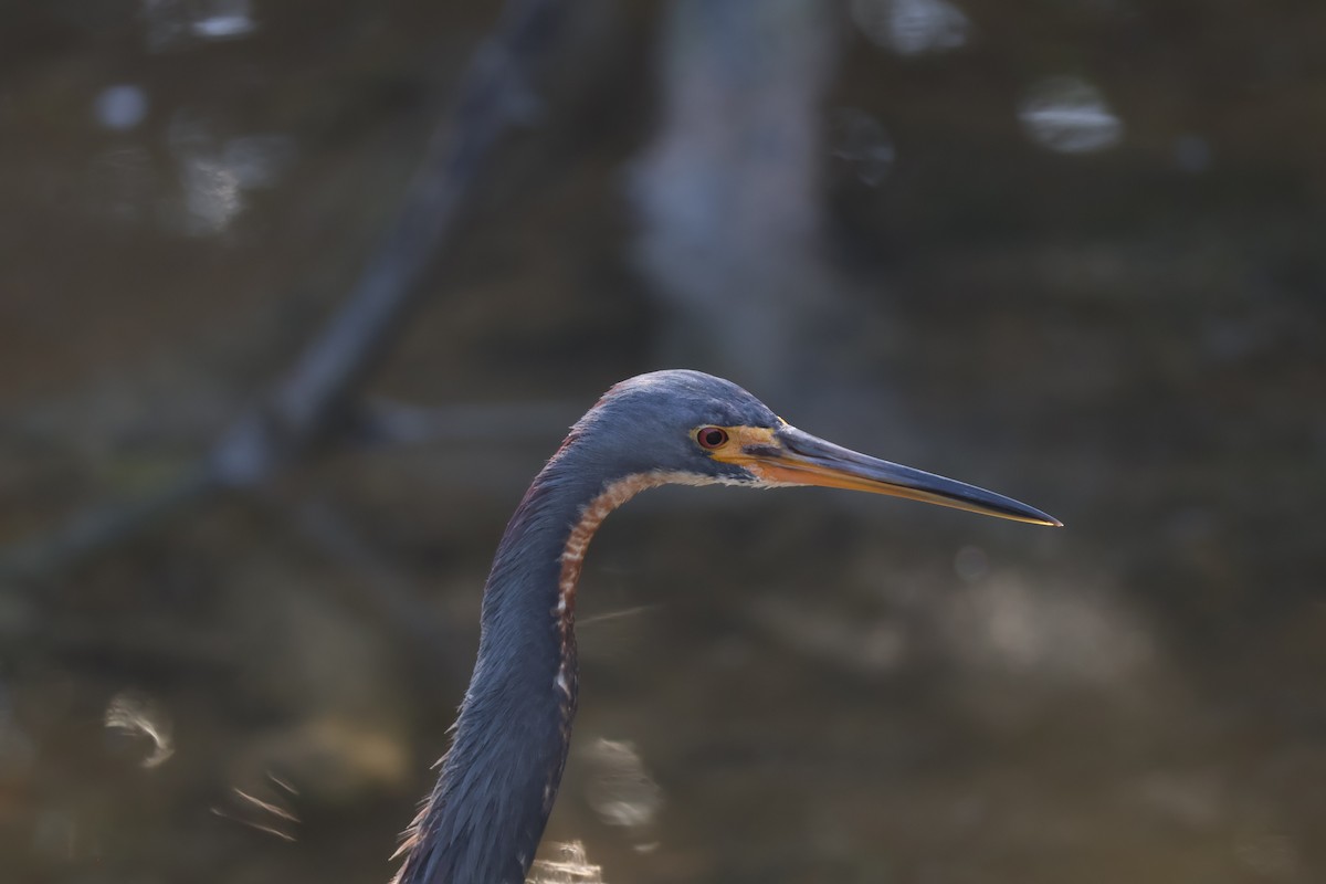 volavka tříbarvá - ML629655502