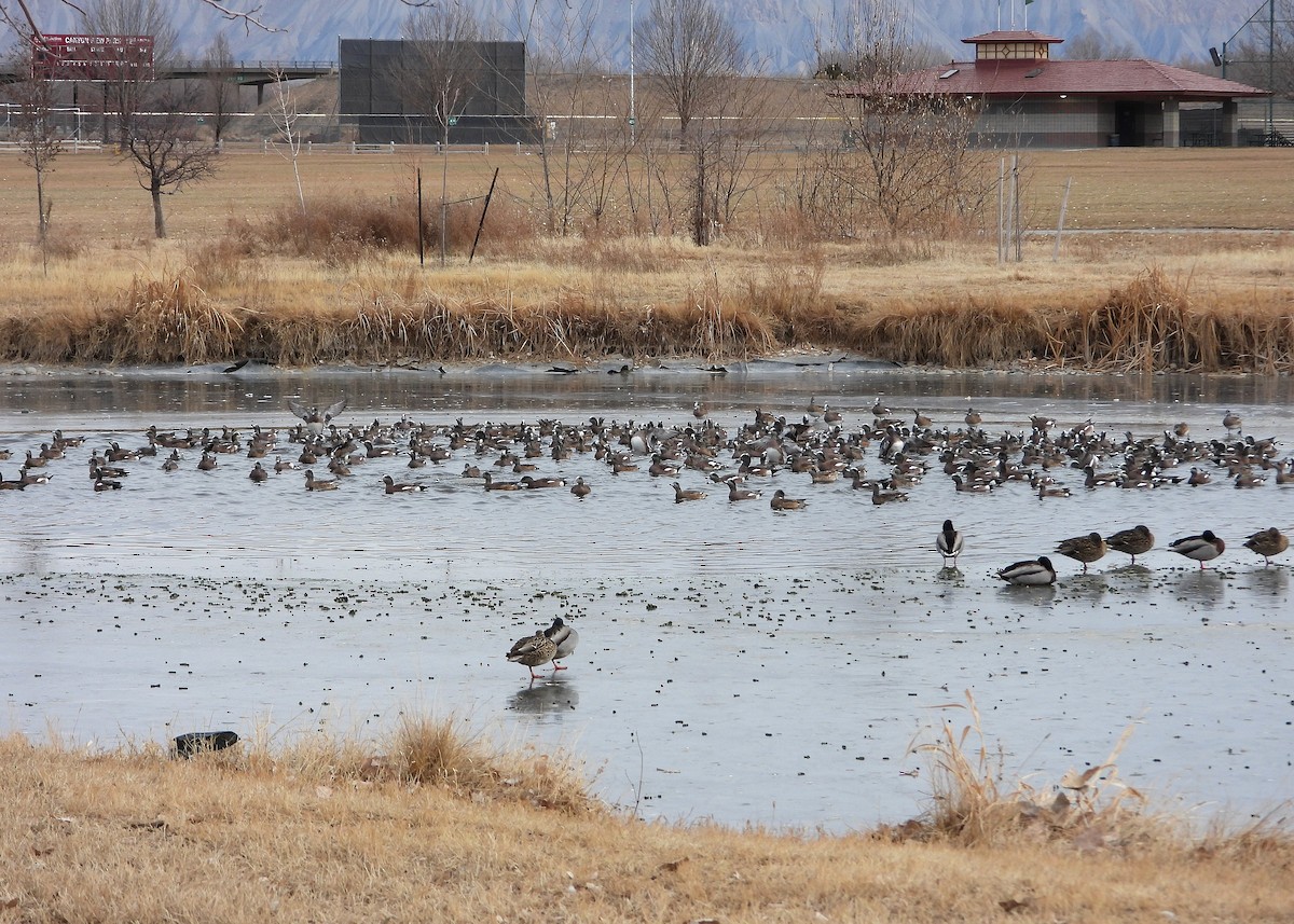 American Wigeon - ML629655684