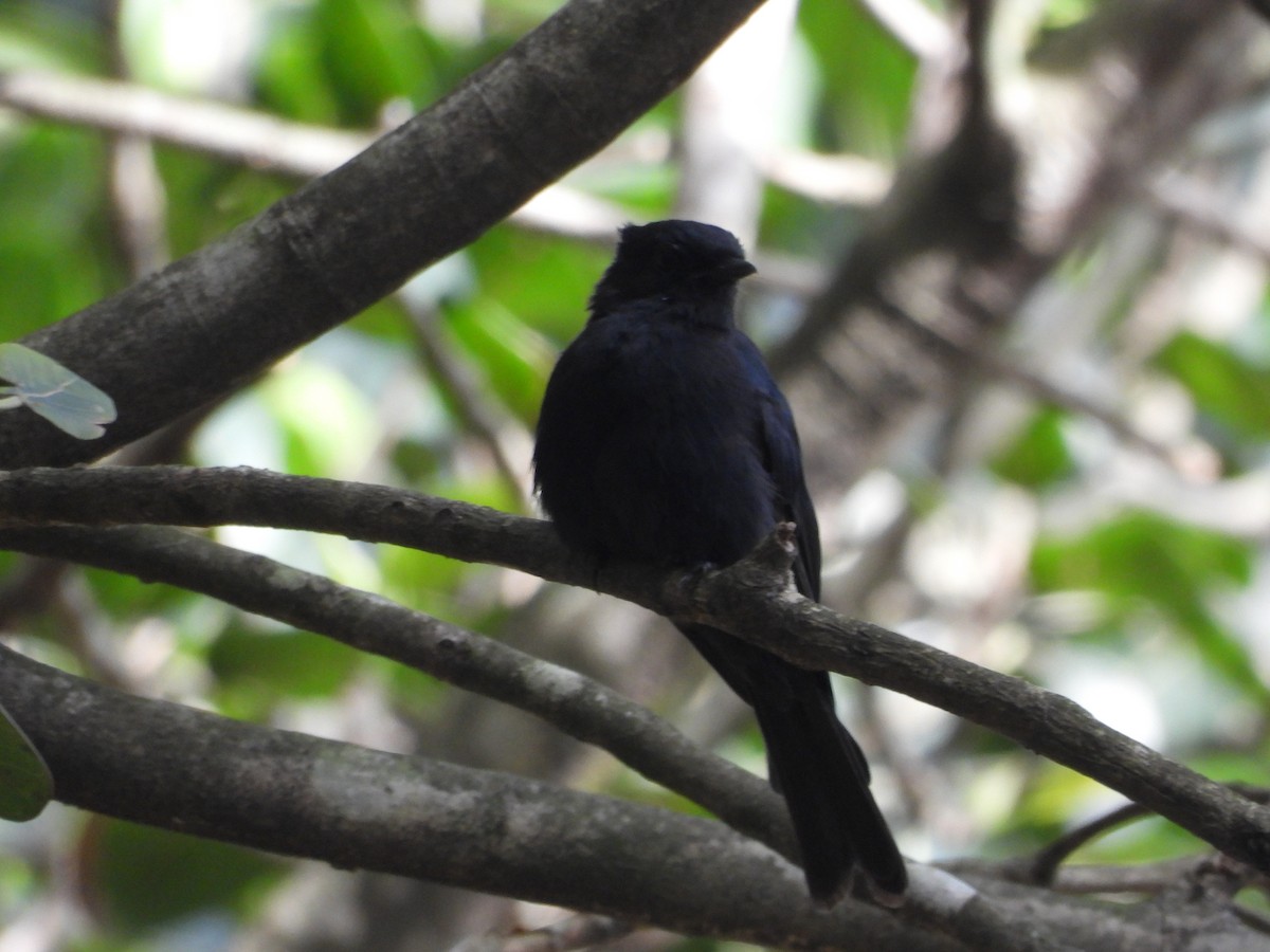 Square-tailed Drongo - ML629655690