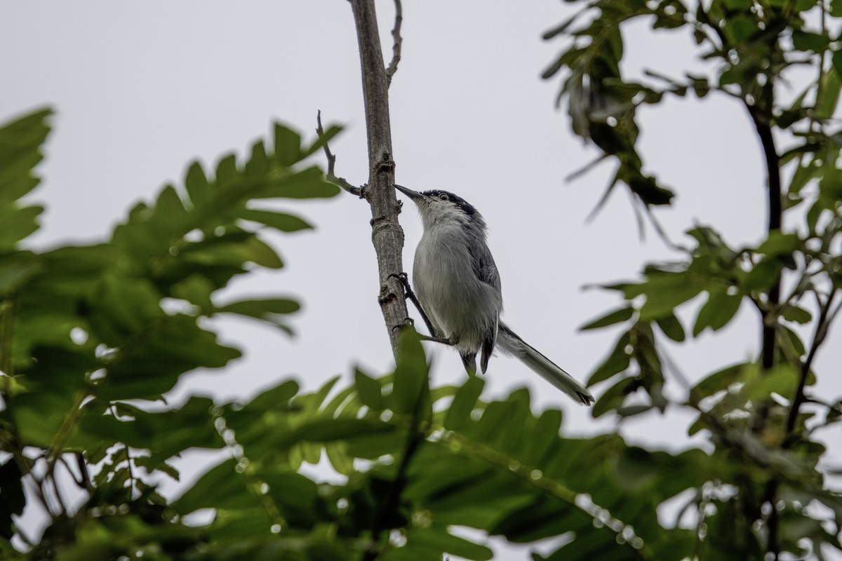 Tropical Gnatcatcher (innotata) - ML629655702