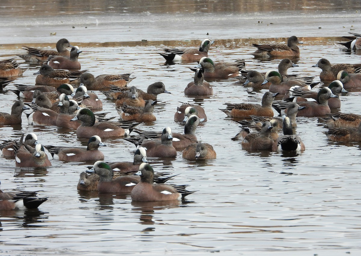 American Wigeon - ML629655721