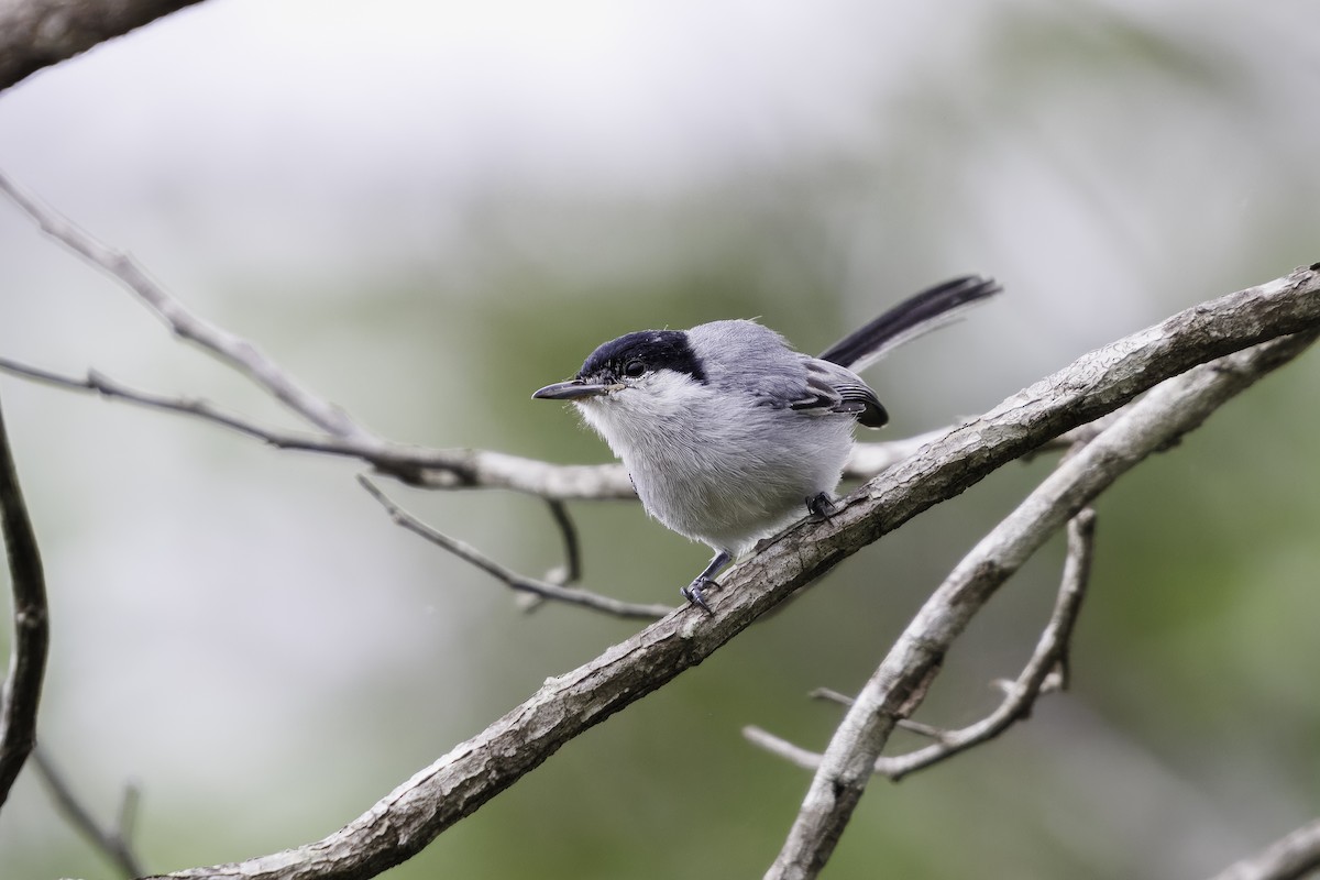 Tropical Gnatcatcher (innotata) - ML629655731