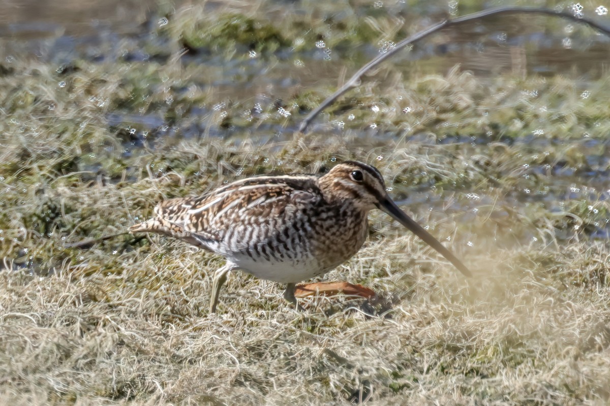 Wilson's Snipe - ML629655739